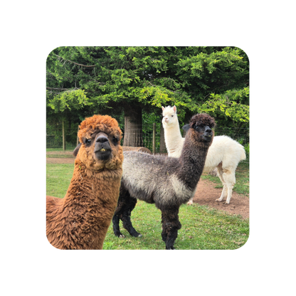 Alpacas Coaster
