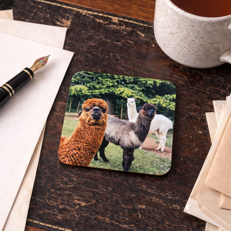Alpacas Coaster