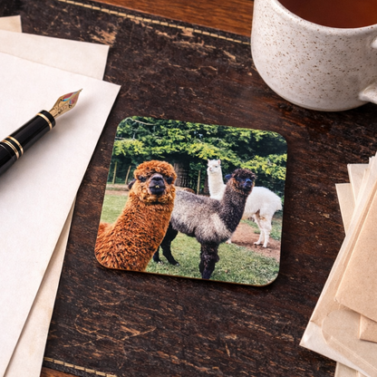 Alpacas Coaster