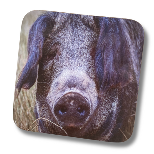 Eddy the Pig Coaster