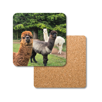 Alpacas Coaster