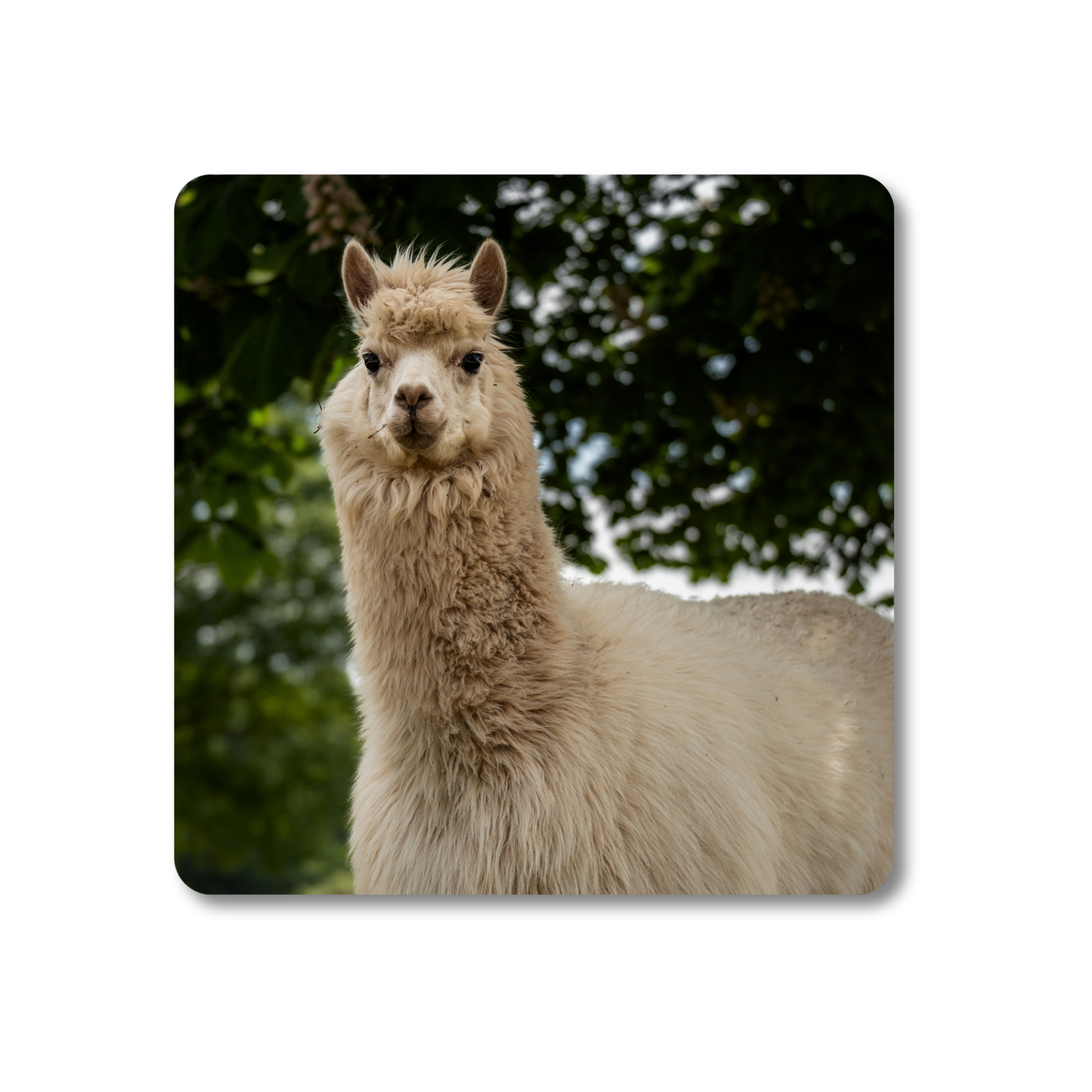 Benji the Alpaca Coaster