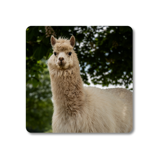 Benji the Alpaca Coaster