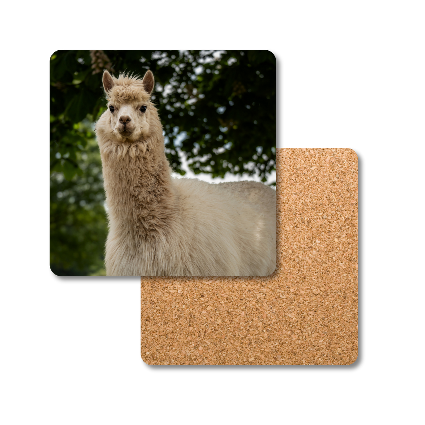 Benji the Alpaca Coaster