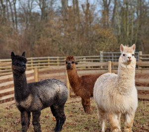 Adopt an Alpaca - Digital Adoption Pack