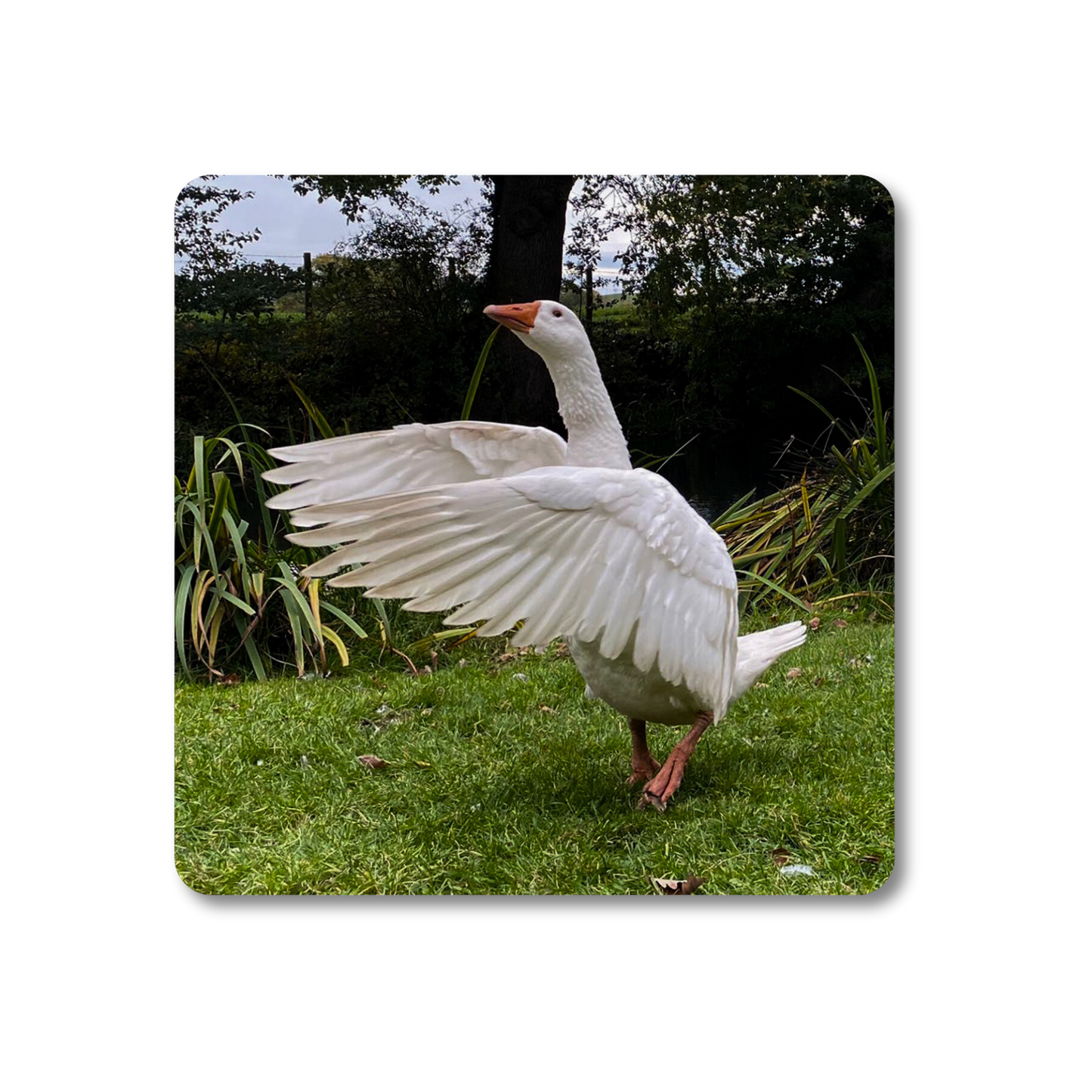 Biscuit the Goose Coaster