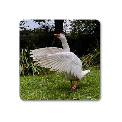 Biscuit the Goose Coaster