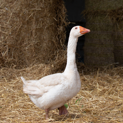 Adopt a Goose