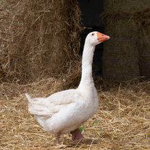 Load image into Gallery viewer, Biscuit the Goose Digital Adoption Pack