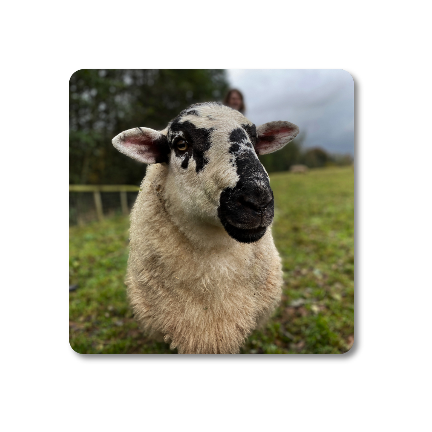 Bob the Sheep Coaster