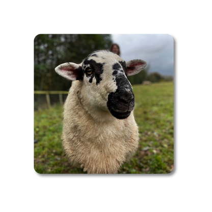 Bob the Sheep Coaster