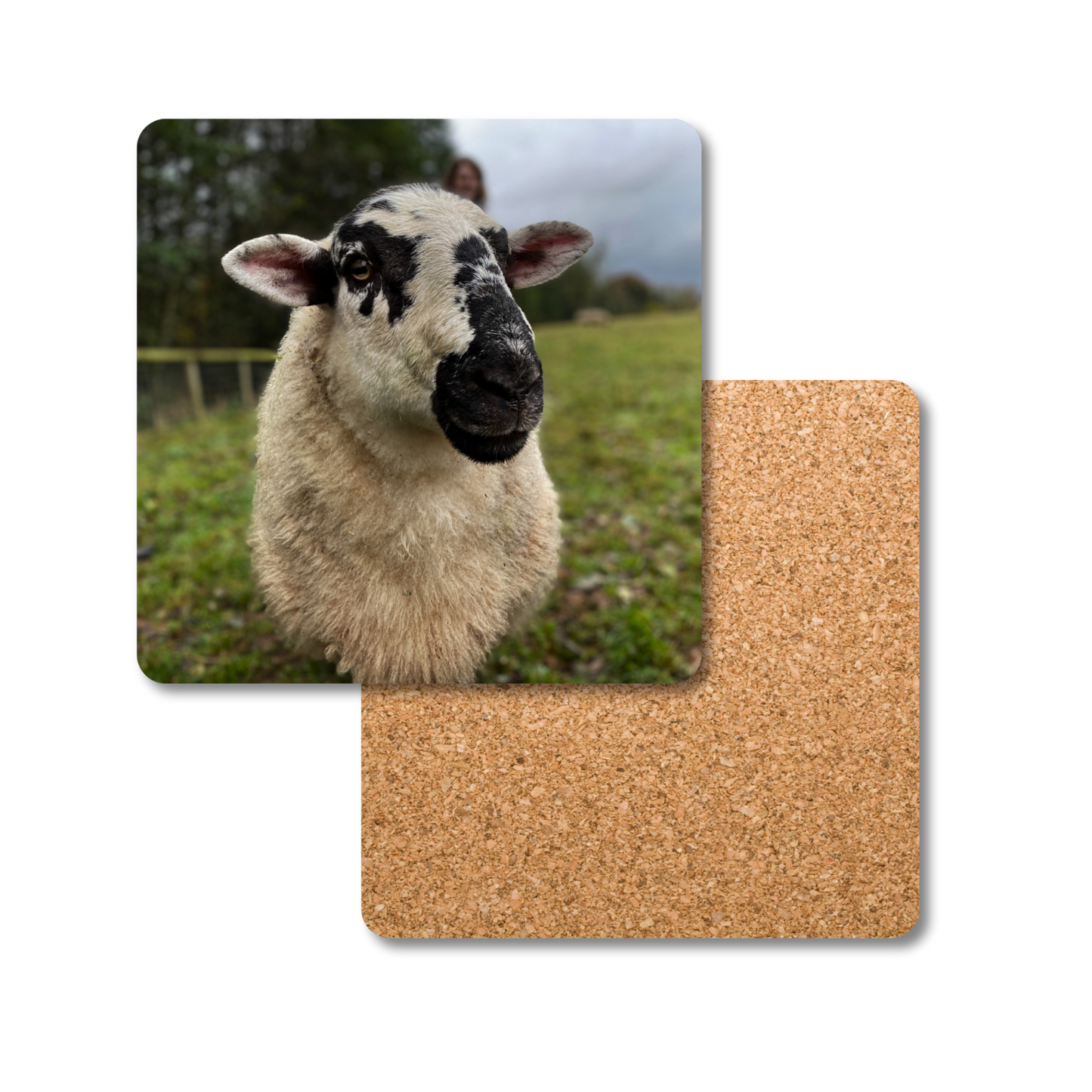 Bob the Sheep Coaster