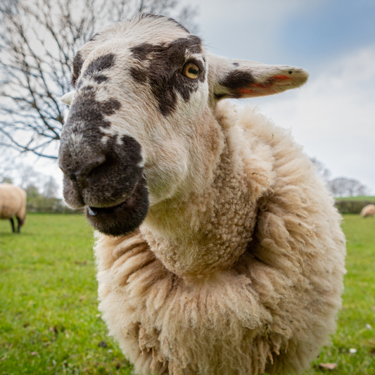 Adopt a Sheep - Digital Adoption Pack