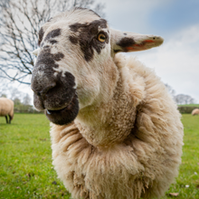 Load image into Gallery viewer, Bob the Sheep Digital Adoption Pack