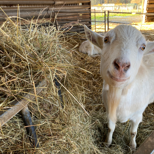 Buy a bale of hay