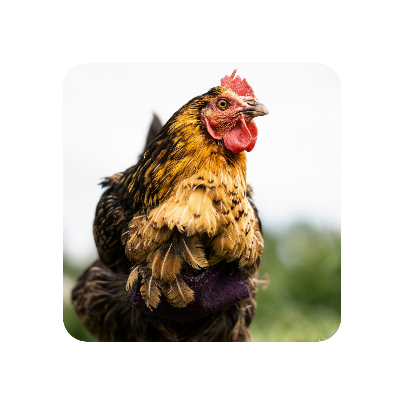 Lulu the Hen Coaster