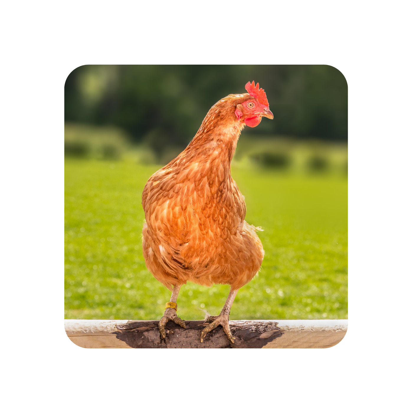 Dorothy the Hen Coaster
