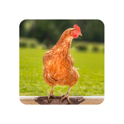 Dorothy the Hen Coaster