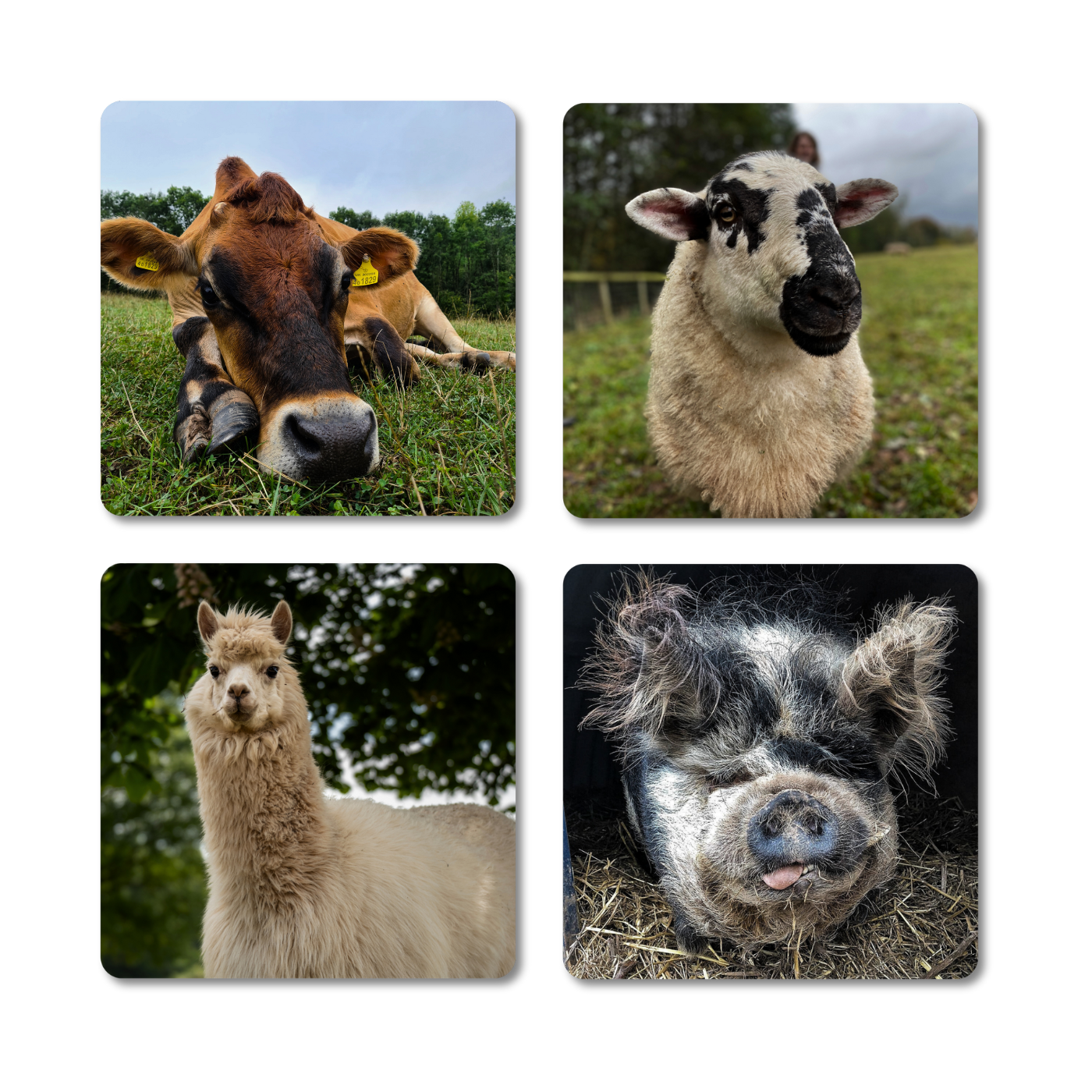 Farm Animal Coasters Set of 4