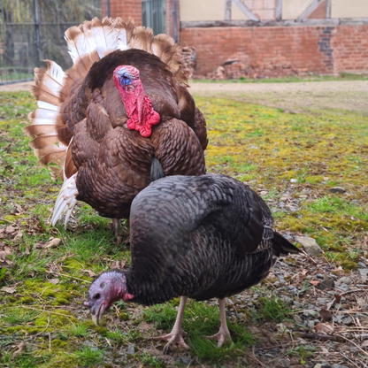 Adopt a Turkey - Digital Adoption Pack