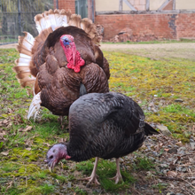 Load image into Gallery viewer, Colin &amp; Susan the Turkeys Digital Adoption Pack