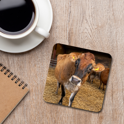 Duncan the Cow Coaster