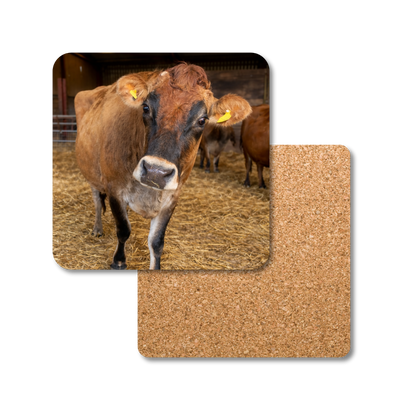 Duncan the Cow Coaster