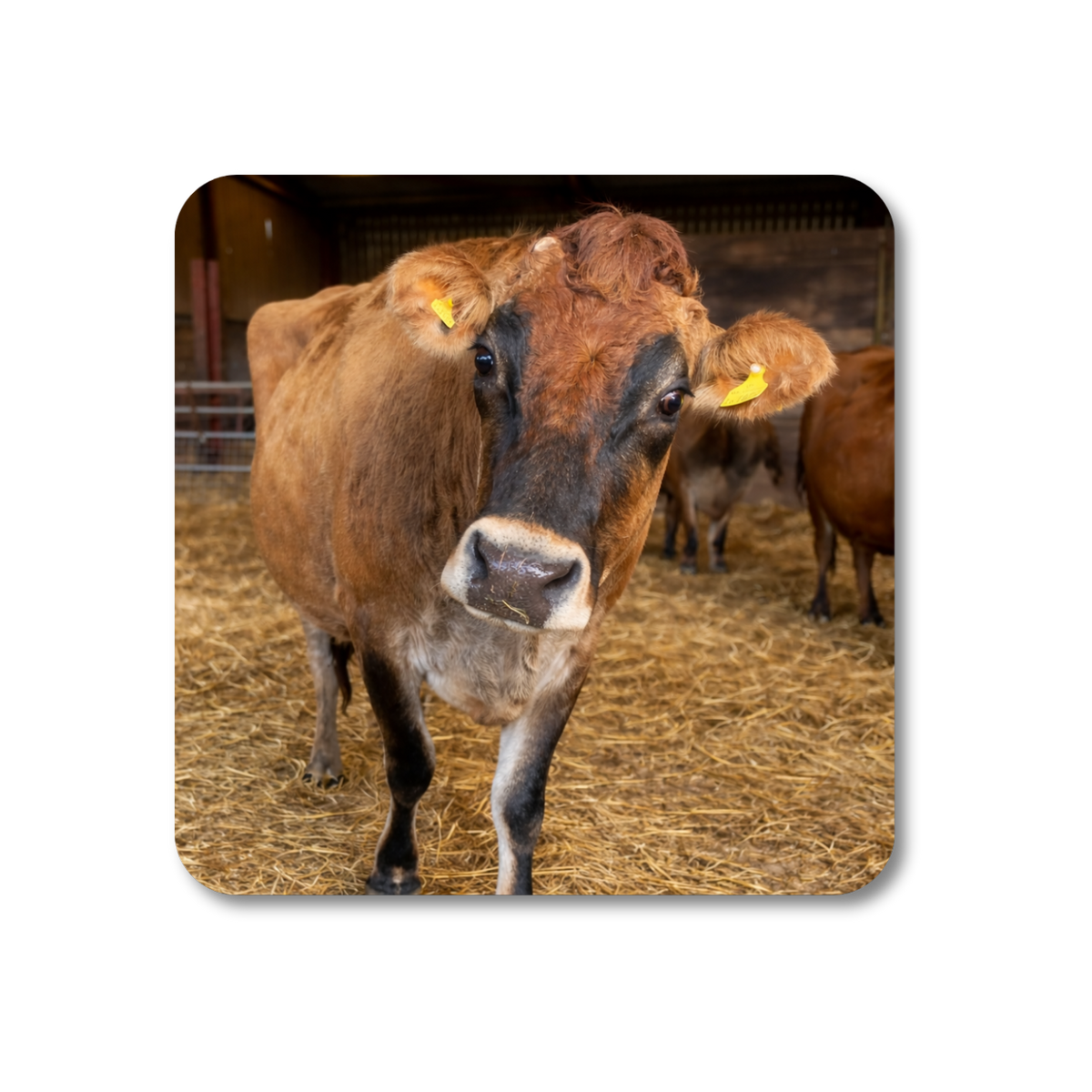 Duncan the Cow Coaster