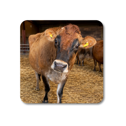 Duncan the Cow Coaster