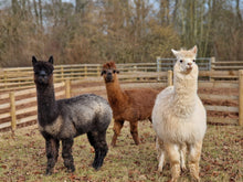Load image into Gallery viewer, Alpaca Greetings Cards (pack of 3)