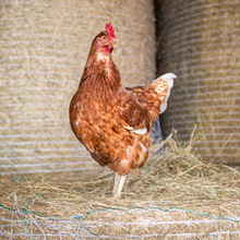 Load image into Gallery viewer, Dorothy the Hen Digital Adoption Pack