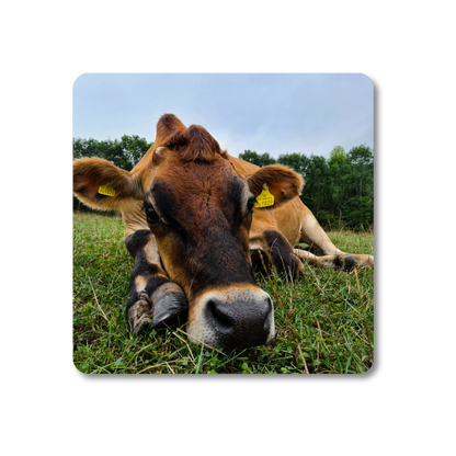 Duncan the Cow Coaster