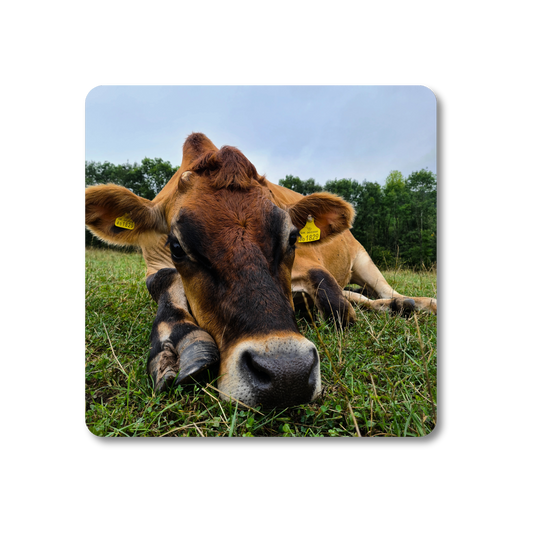 Duncan the Cow Coaster