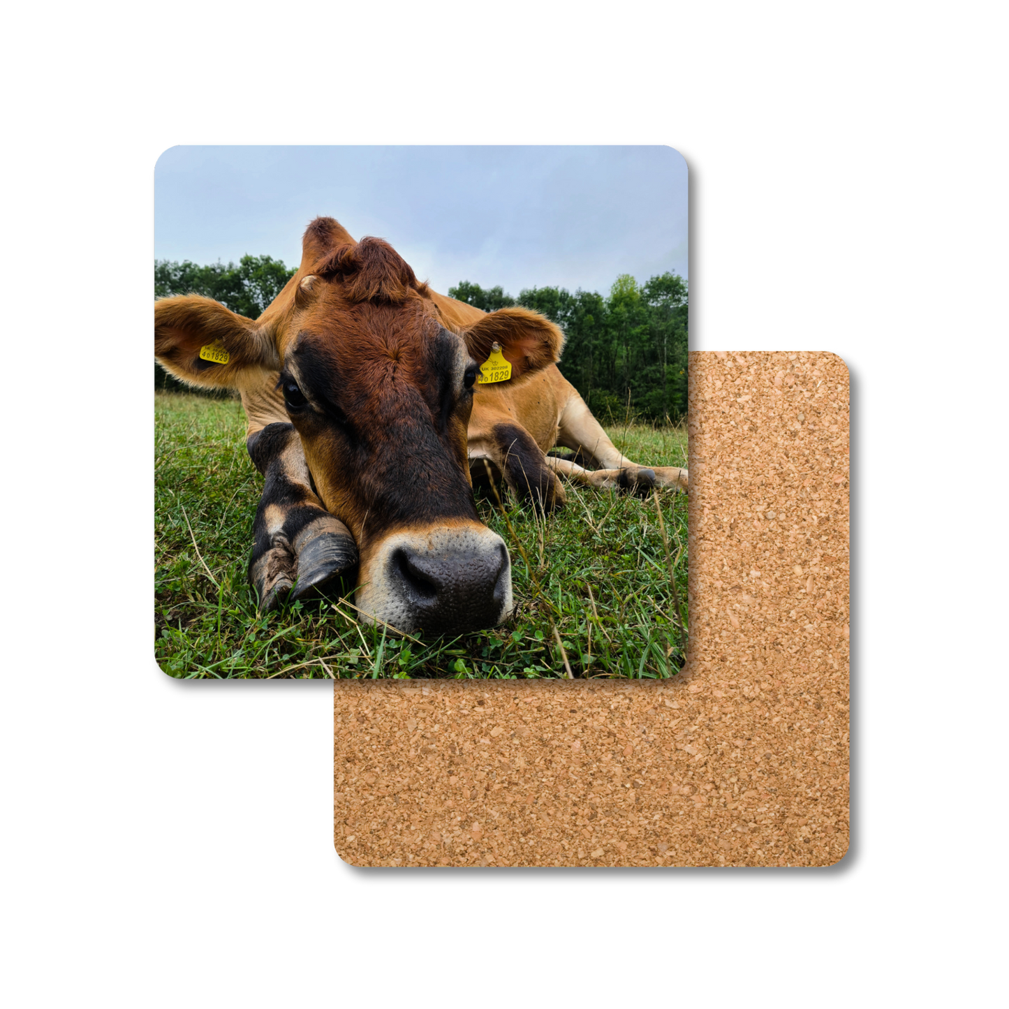 Duncan the Cow Coaster