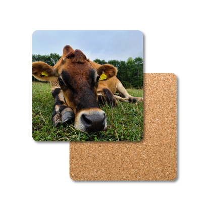 Duncan the Cow Coaster