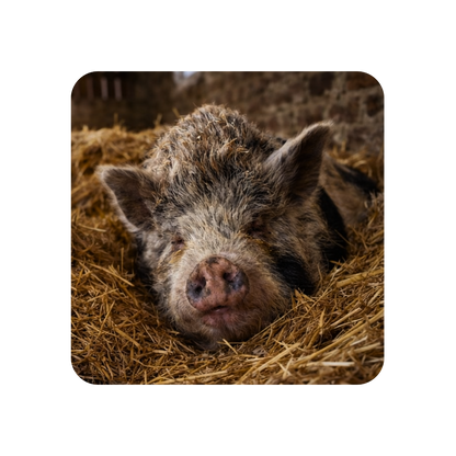 Ellie the Pig Coaster