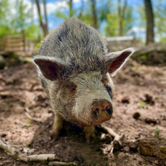 Adopt a Pig - Digital Adoption Pack