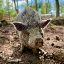 Load image into Gallery viewer, Ellie the Pig Digital Adoption Pack