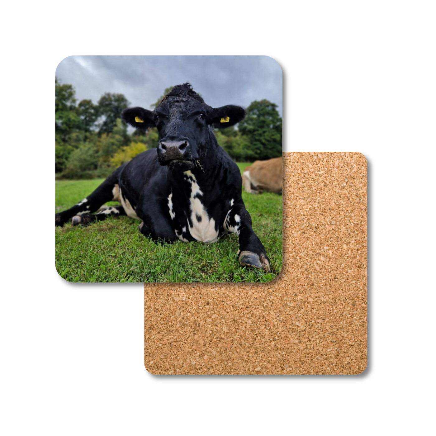 Everest the Cow Coaster