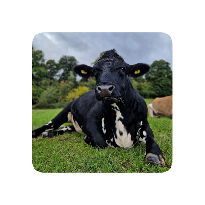 Everest the Cow Coaster