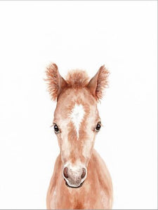 Foal Framed Print