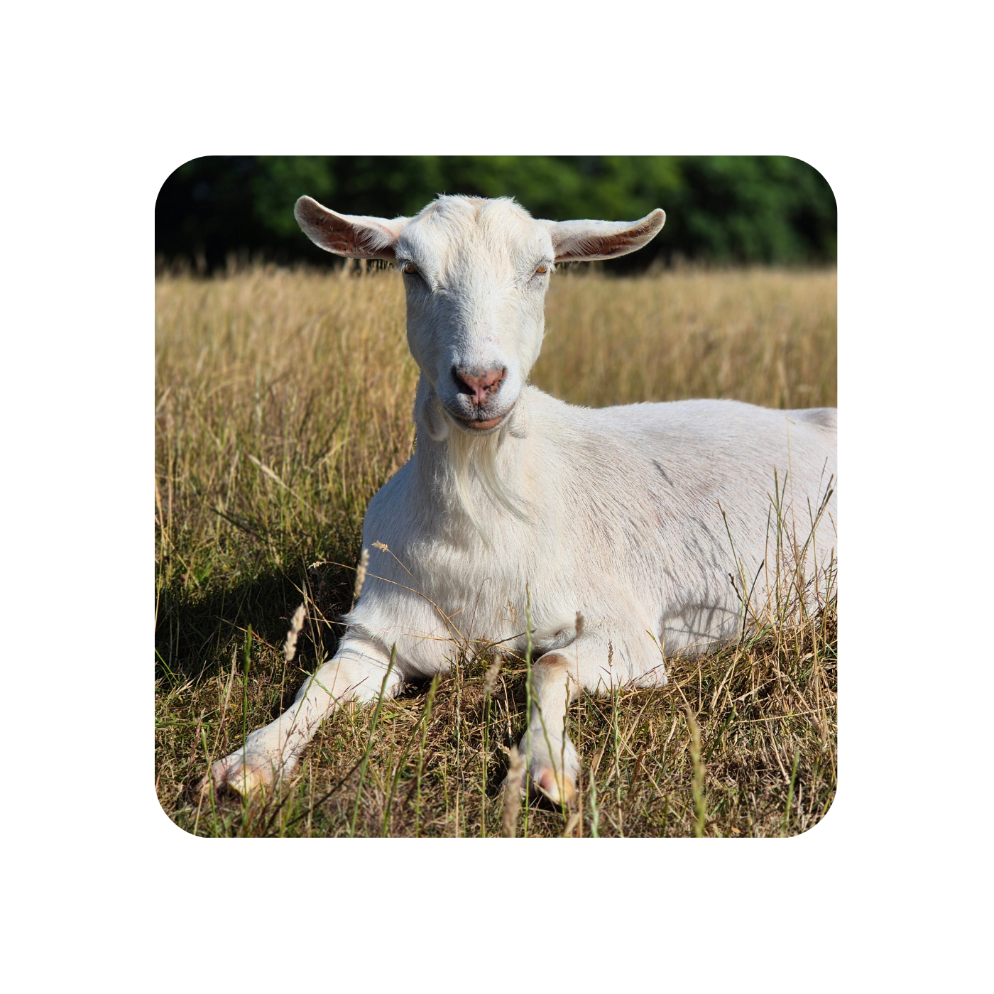 White goat sitting in a grassy field with a blurred background