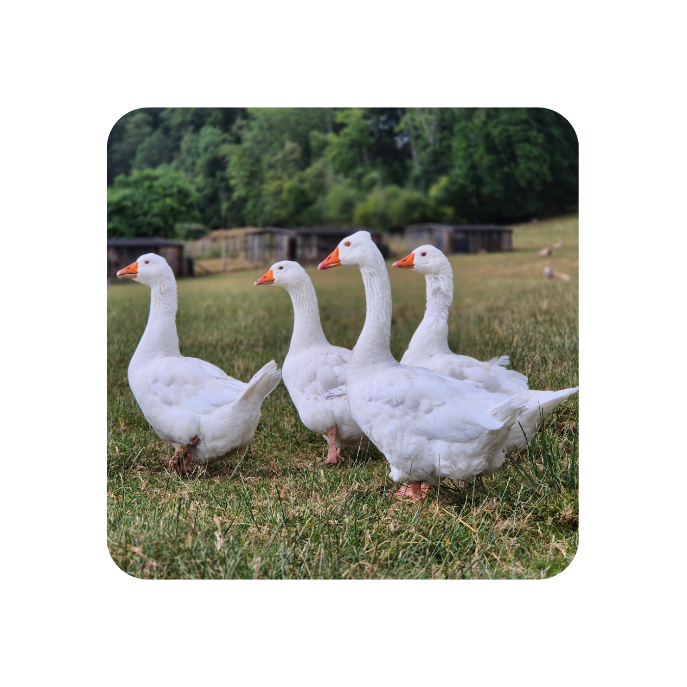 Goose Gaggle Coaster