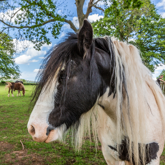 Adopt a Pony - Digital Adoption Pack