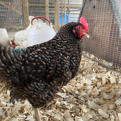 Name a Rescued Chicken