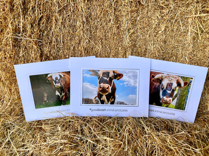 Rufus the Cow Framed Photo