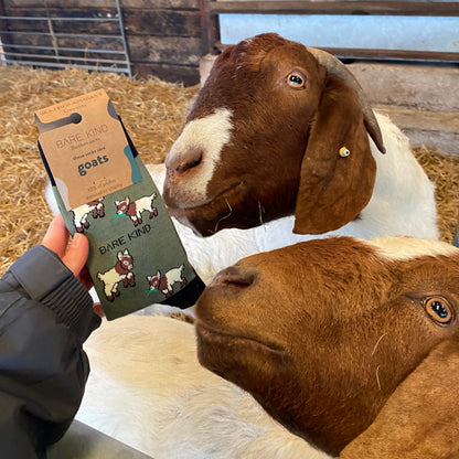 Two goats in a barn setting with a person holding a pair of goat patterned socks.