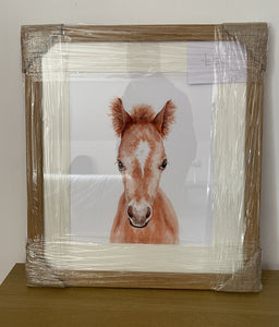 Foal Framed Print