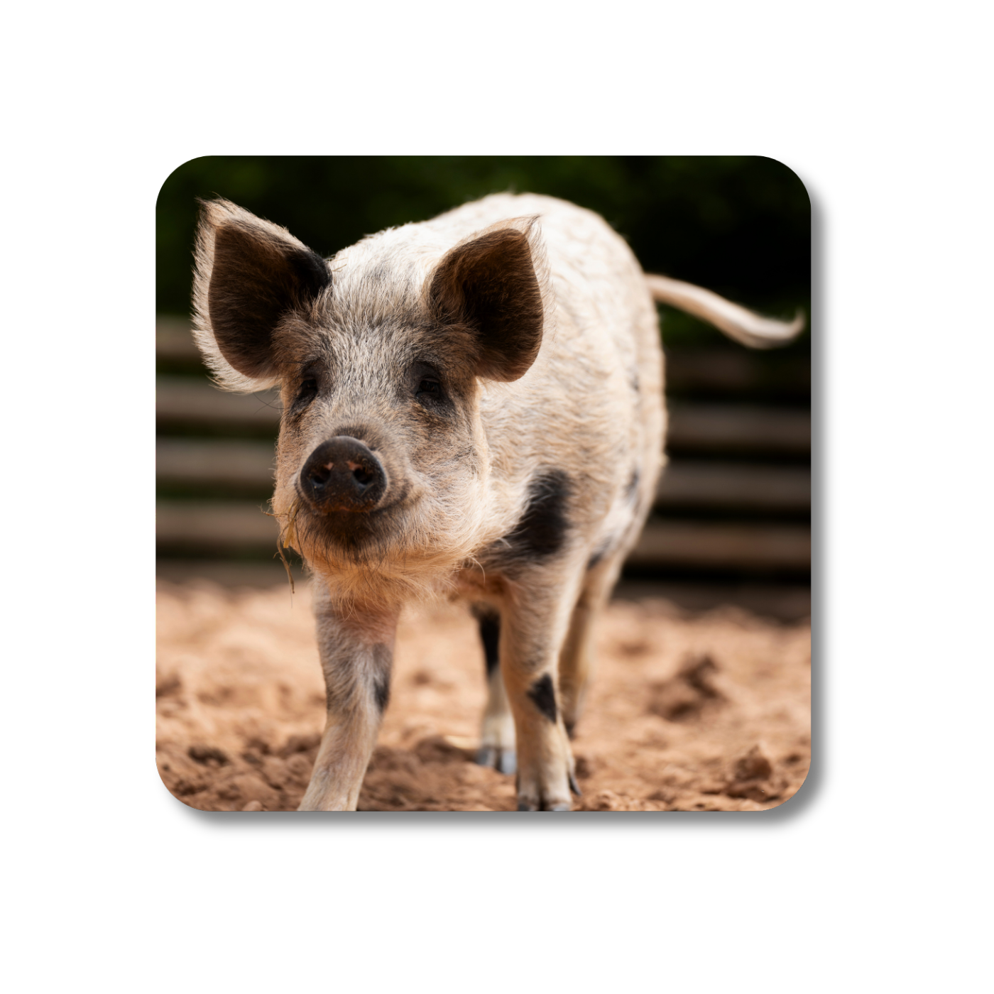 Lizzie the Pig Coaster