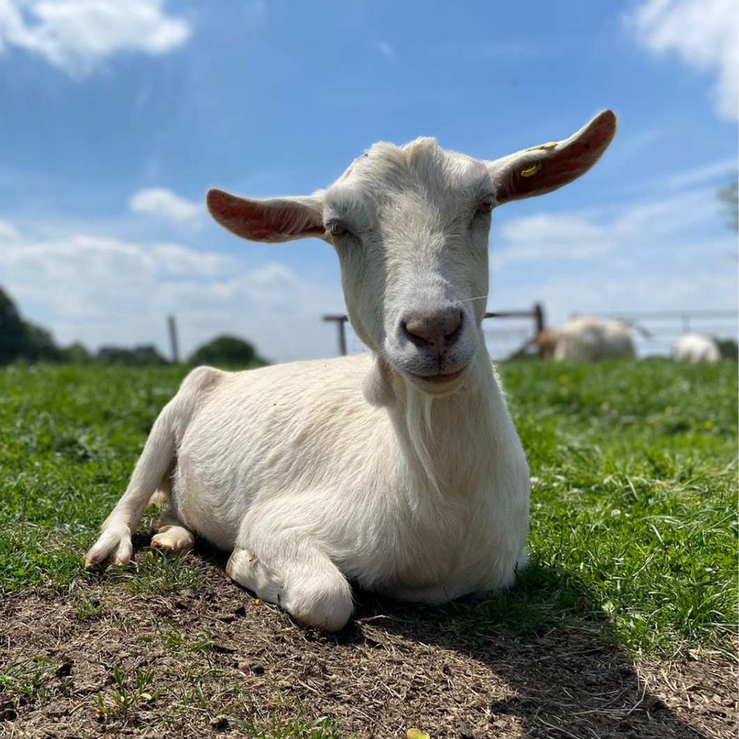 Maisie the Goat Digital Adoption Pack